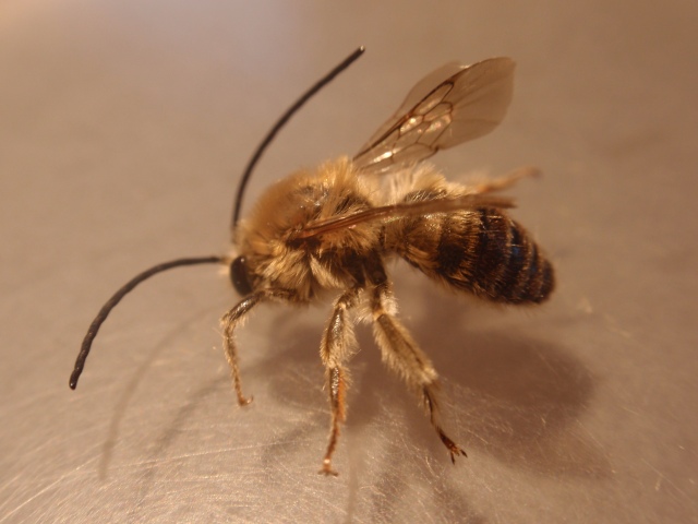 Eucera longicornis1.JPG