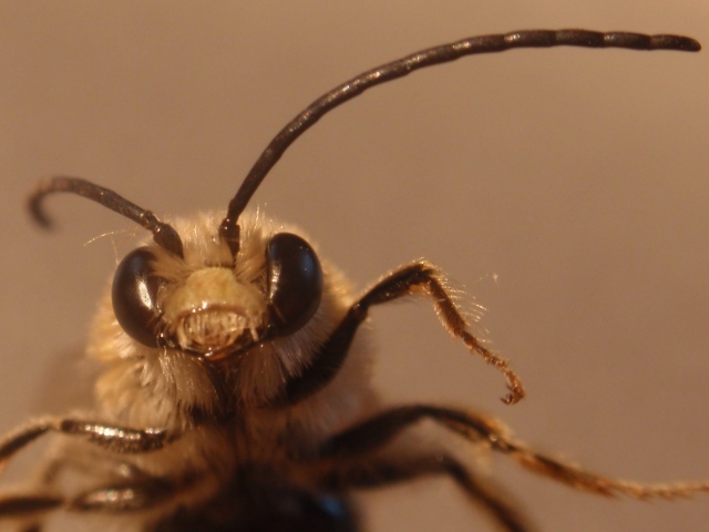 Eucera longicornis2.JPG