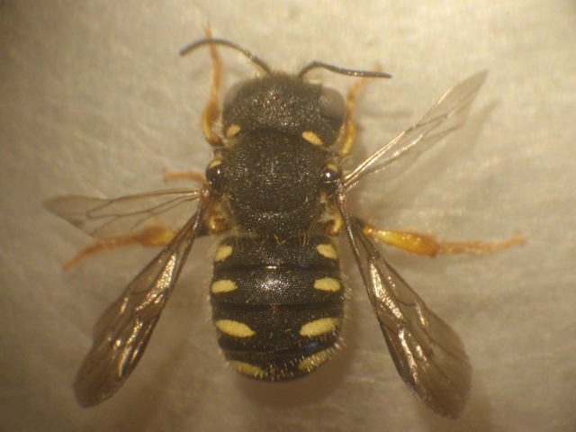 Anthidium sp.JPG