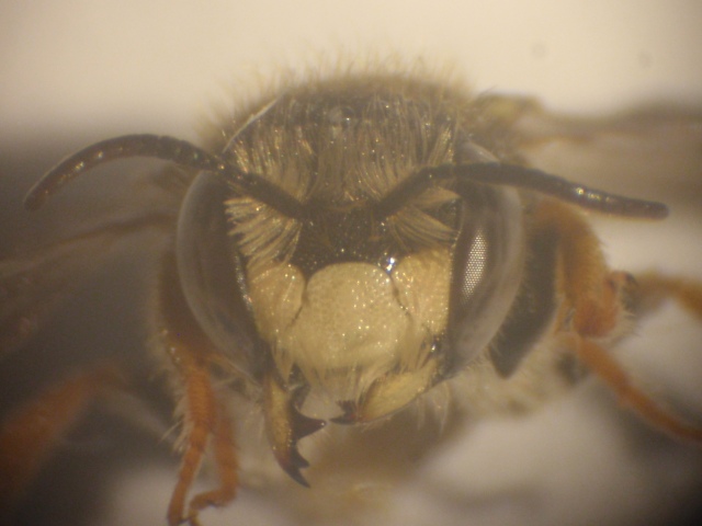 Anthidium sp2.JPG