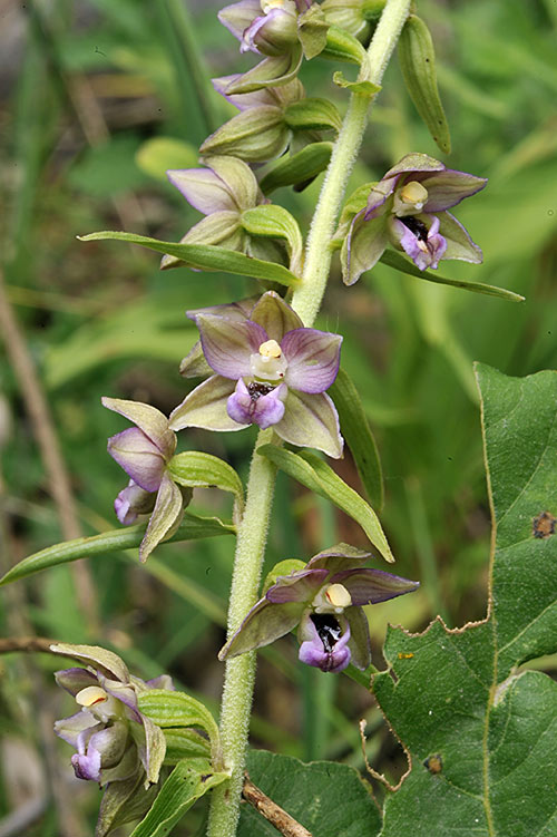 Epipactis helleborine _DSC7837.jpg