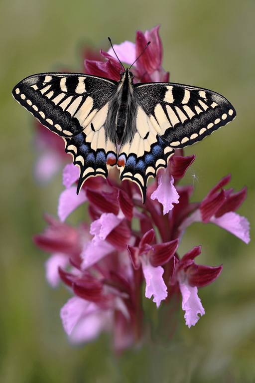 Papilio-su-papilionacea_Y3H.jpg