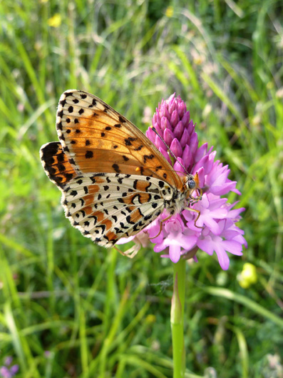 130606 pyramidalis e Melitaea didyma 1.jpg