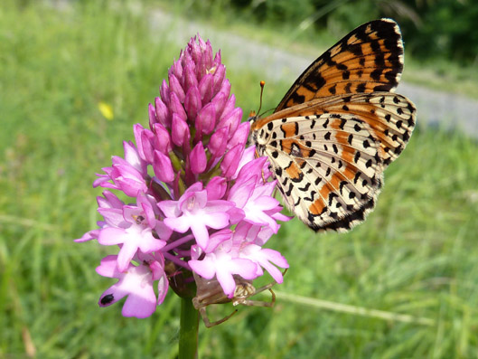 130606 pyramidalis.jpg