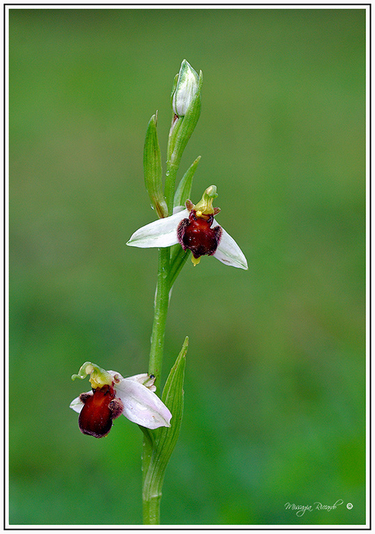 Ophrys-apifera-var-fulvo-fusca-copia.jpg