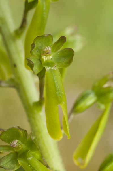 listera_20130626_071252_C_01.JPG