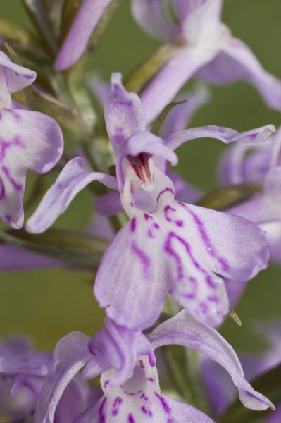 orchis_20130626_071423_C_01.JPG