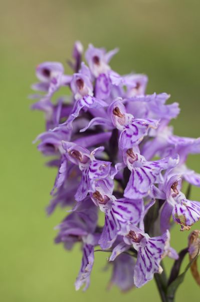 orchis_20130626_072750_C_01.JPG