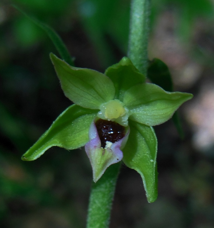 Epipactis sp.jpg