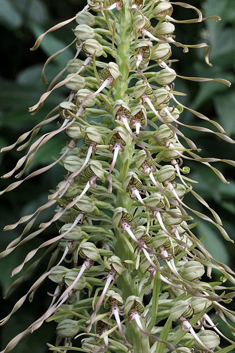 5l-himantoglossum-hircinum-XMG_2798.jpg