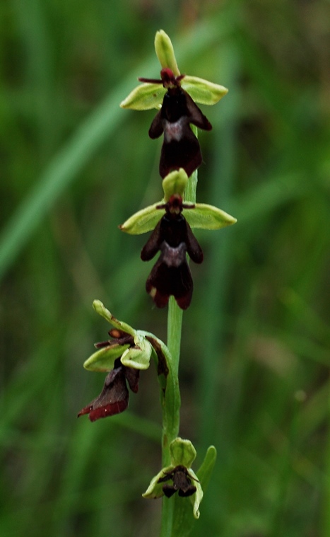 Ophrys insectifera 7024.JPG