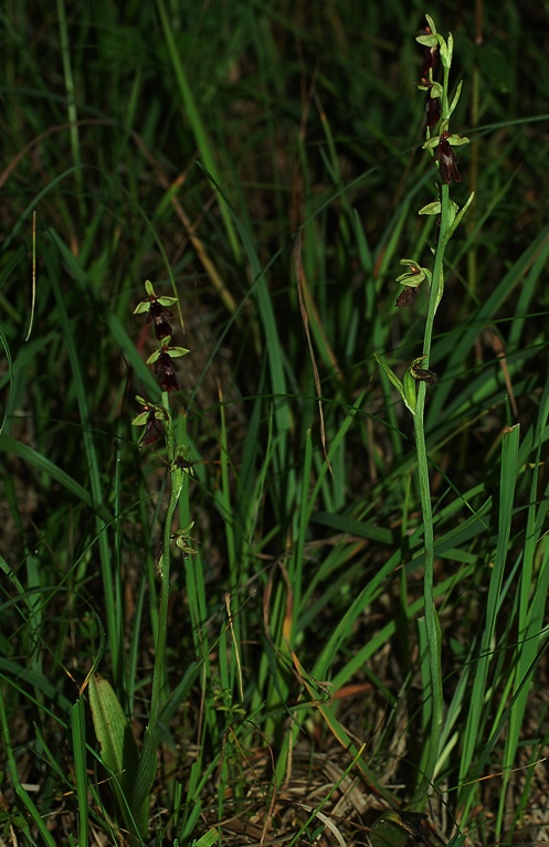 Ophrys insectifera 7043.JPG