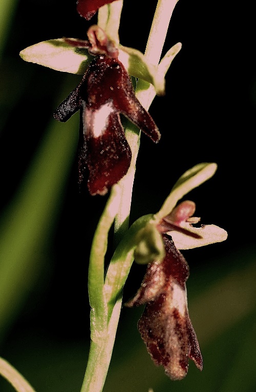 Ophrys insectifera 7041 - Copia.JPG