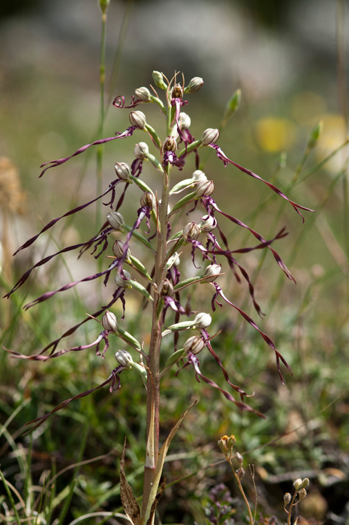 2-Himantoglossum-adriaticum_4808.jpg