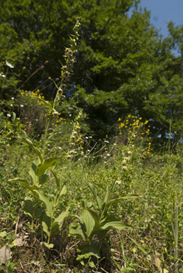 2 E helleborine_4191.jpg