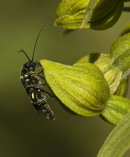 7 E helleborine_4293.jpg