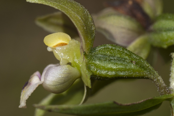 5 E helleborine_4306.jpg
