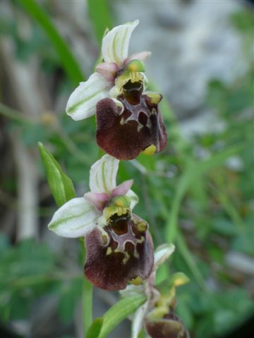 Oph. fuciflora...JPG