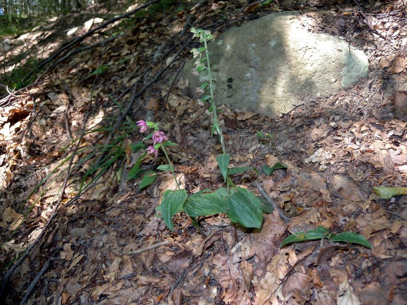 Epipactis_helleborine.jpg