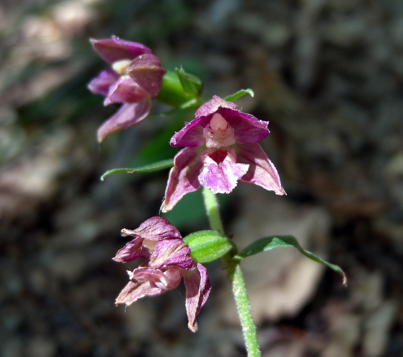 Epipactis_helleborine1.jpg