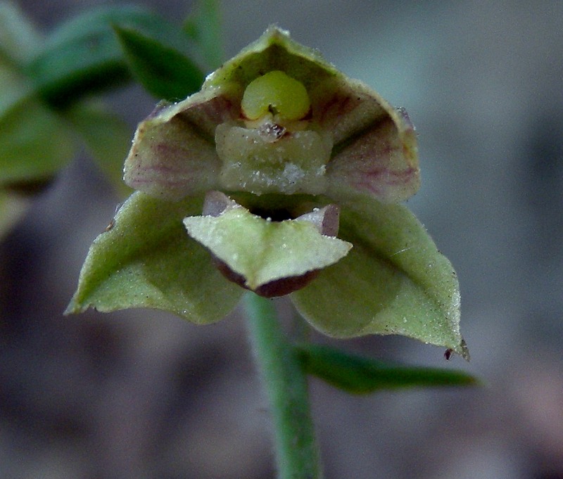 Epipactis_helleborine2.jpg
