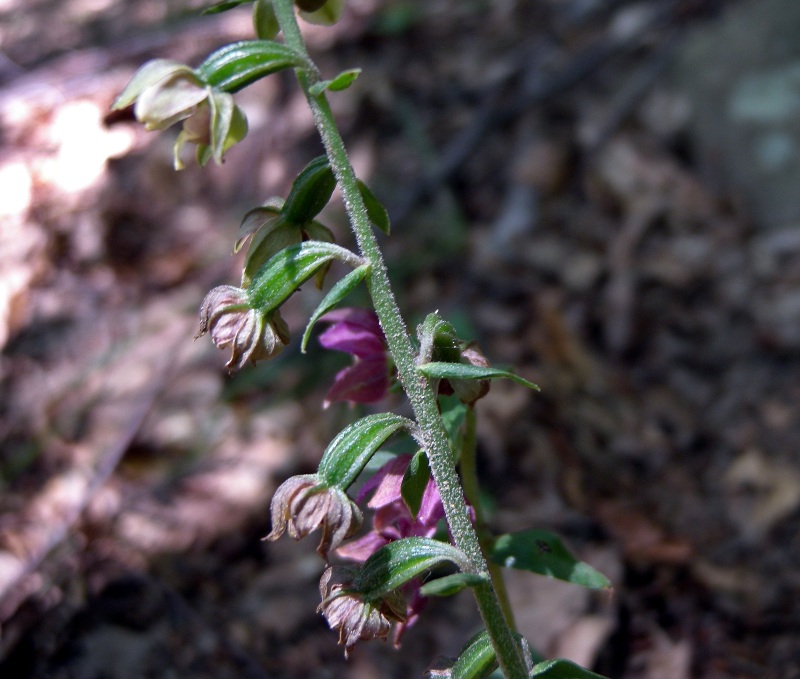 Epipactis_helleborine3.jpg