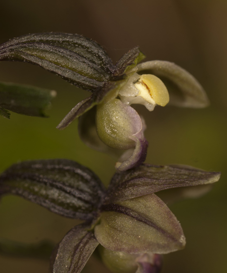 Epi Meridionalis__5744.jpg