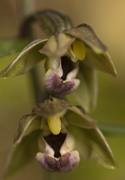 Epi Meridionalis__5735.jpg
