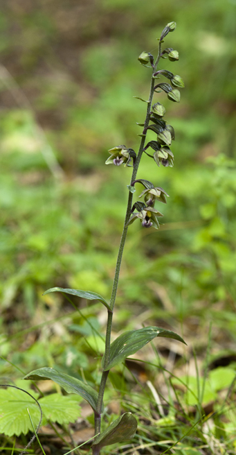 Epi Meridionalis__5715.jpg
