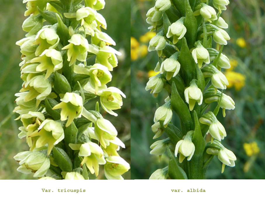 Pseudorchis albida.jpg