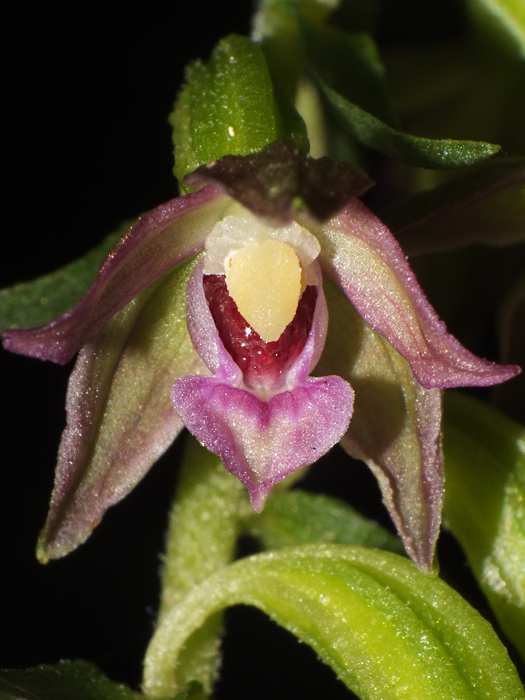 DSCF1595.jpg