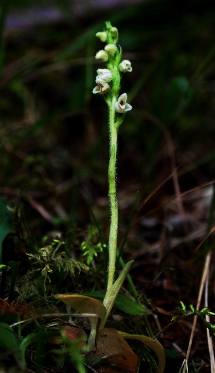 Goodyera repens (L.) R. Br. inW.T.Aiton 1813 586.JPG