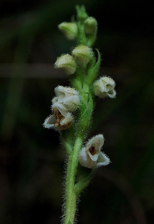 Goodyers repens 589 - Copia.JPG