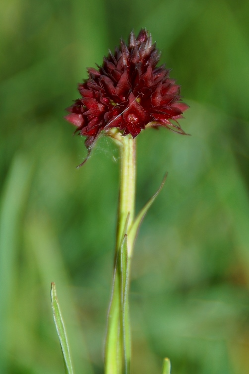 Nigritella nigra subsp. austriaca Teppner & Klein 1990 - 7099.JPG