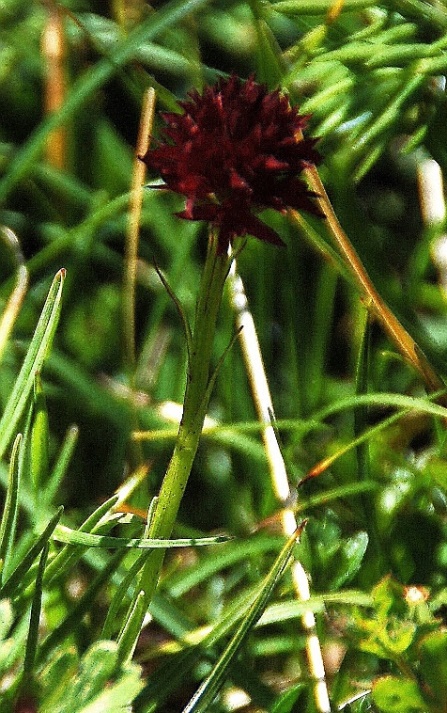 Nigritella nigra subsp. autriaca 7125 - Copia.JPG