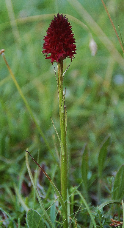 Nigritella nigra subsp. rhellicani 7117.JPG