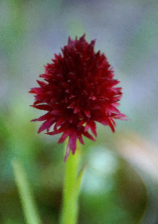 Nigritella nigra subsp. rhellicani  7102.JPG