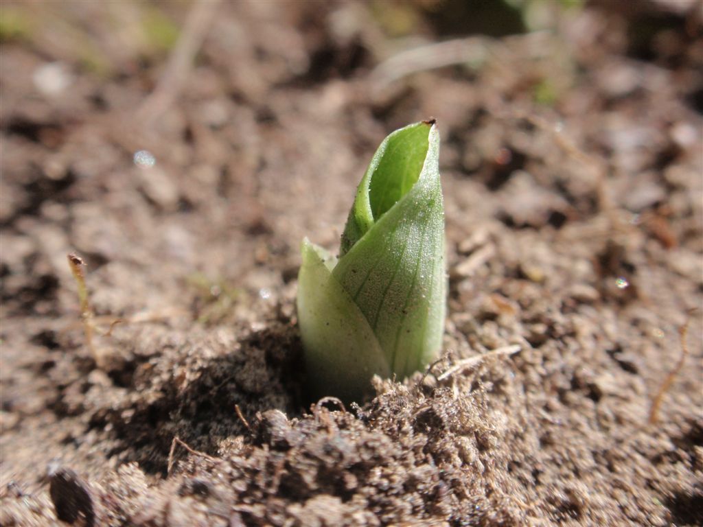 Ophrys fuciflora 1.JPG