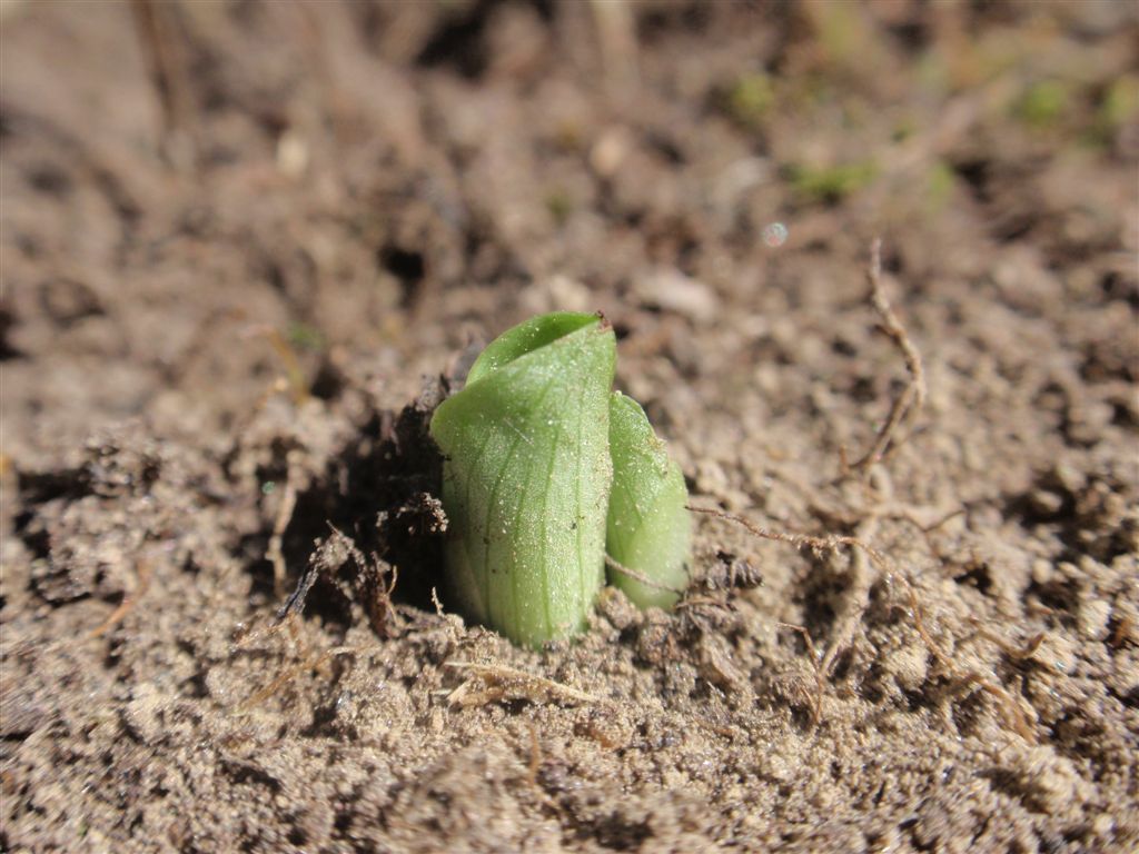 Ophrys fuciflora 2.JPG