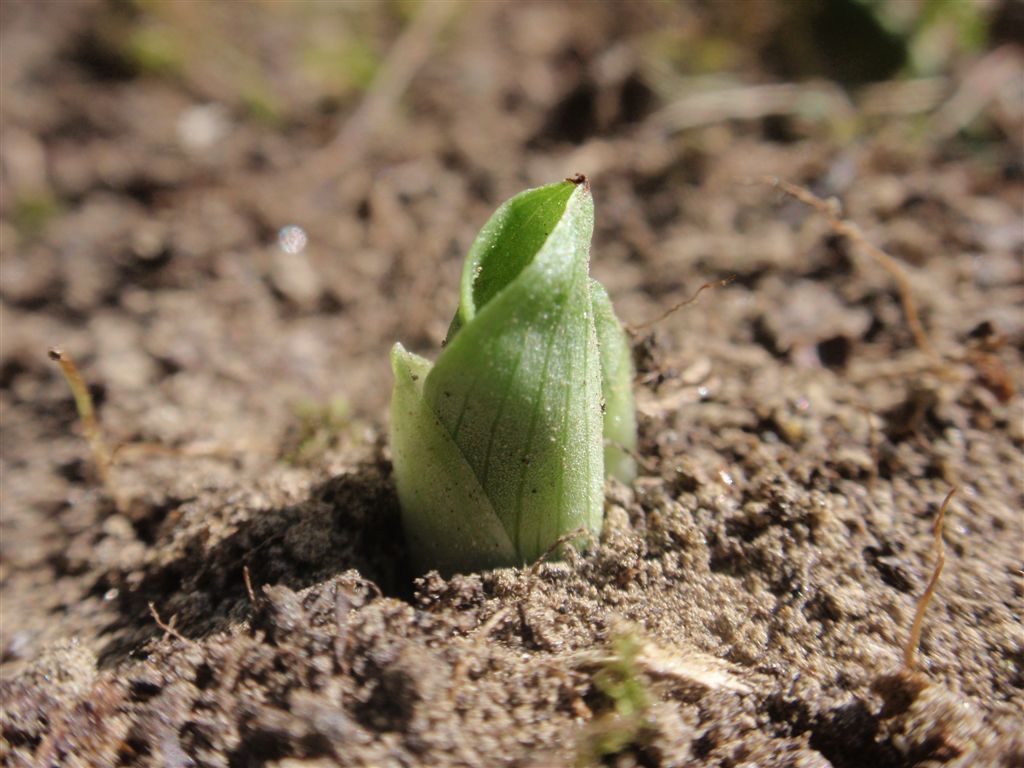 Ophrys fuciflora 3.JPG