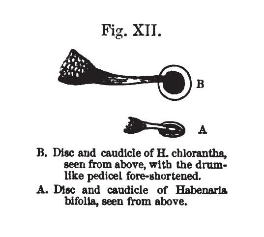 Darwin 4.JPG