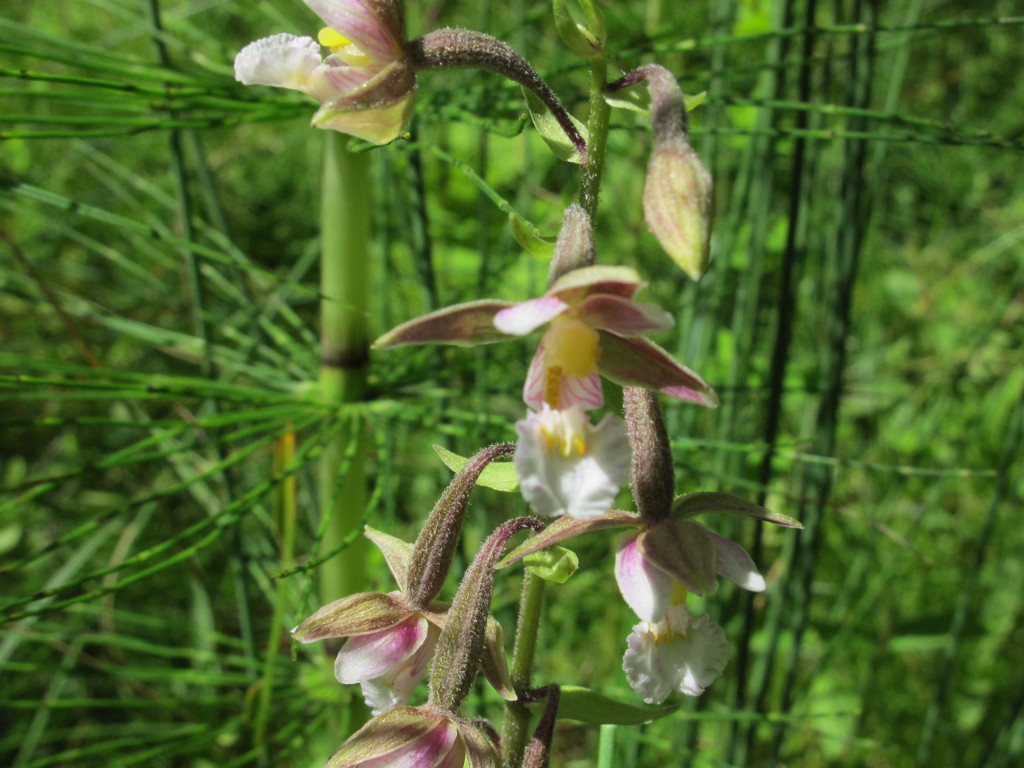 23-Epipactis_palustris-fiore.jpg