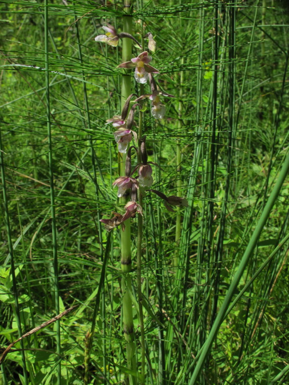 24-Epipactis_palustris-habitat.jpg
