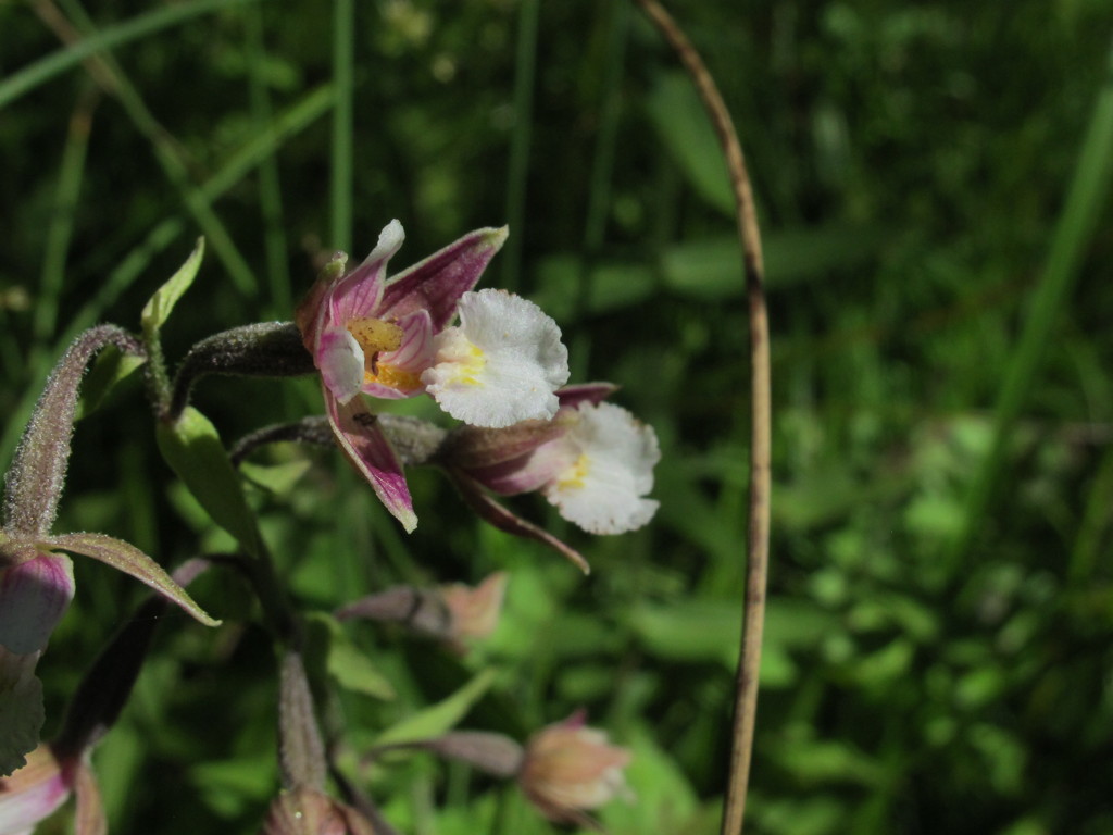 26-Epipactis_palustris.jpg