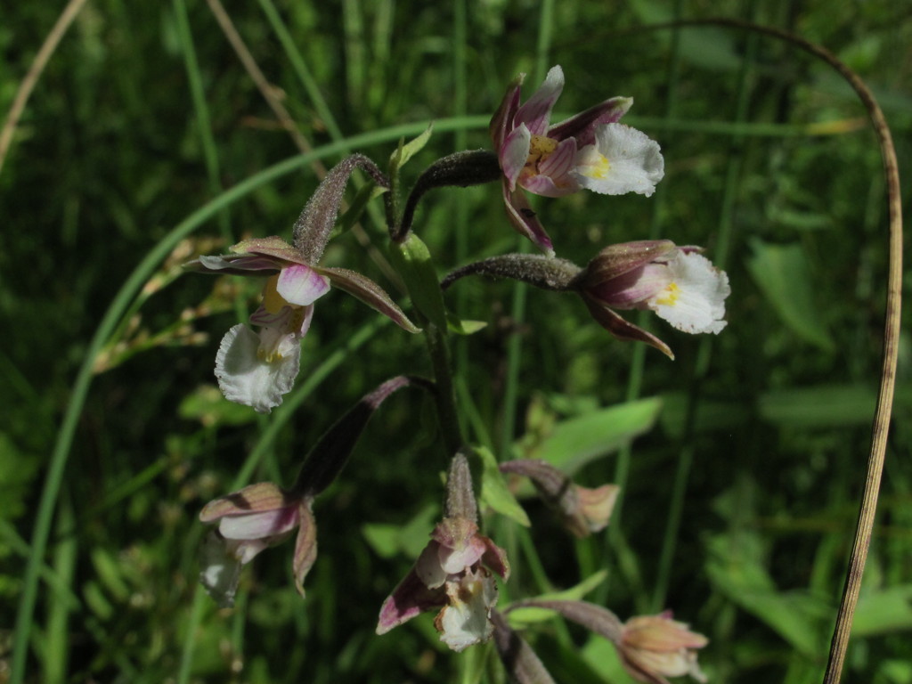27-Epipactis_palustris-fiori.jpg
