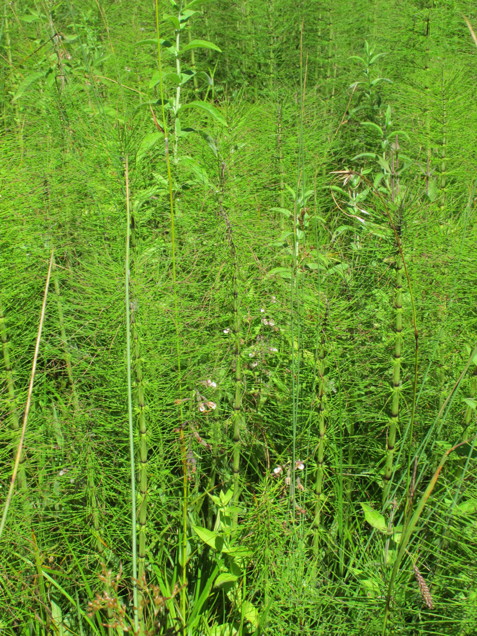 28-Epipactis_palustris-piante_in_habitat.jpg
