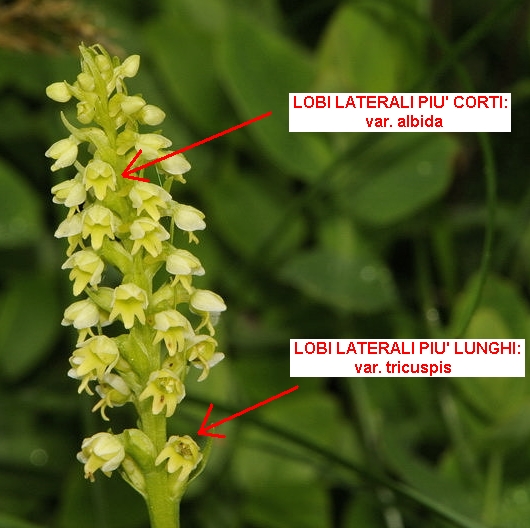 Pseudorchis albida.JPG