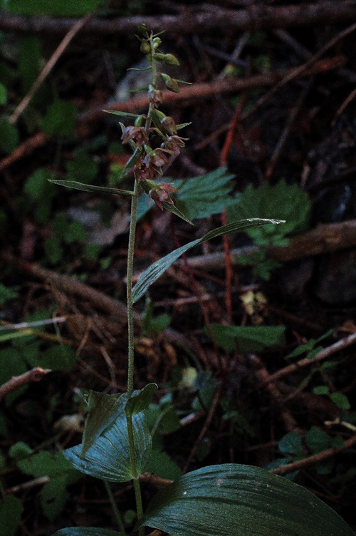 Epipacts helleborine  ssp. orbicularis 7141.JPG