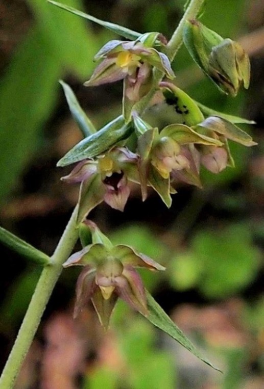 Epipactis helleborine ssp. orbicularis 595 - Copia.JPG