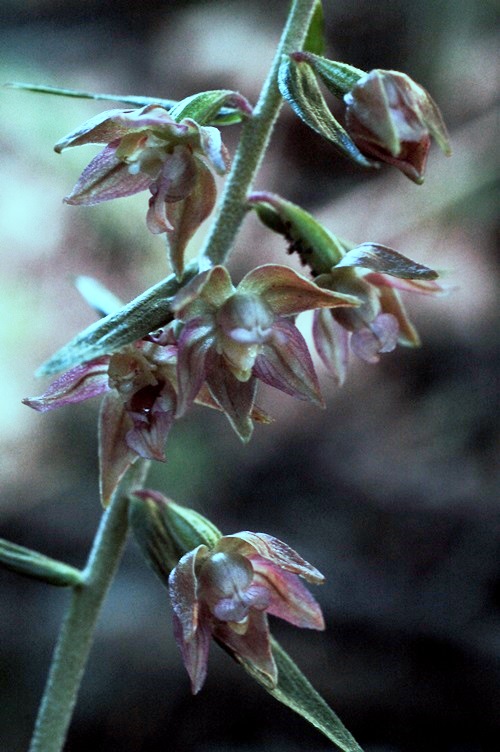 Epipactis helleborine ssp. orbicularis 7149.JPG